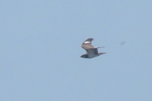 Chordeiles nacunda