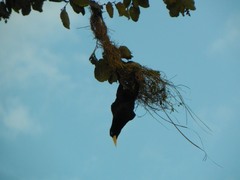 Psarocolius decumanus