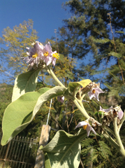 Solanum lanceolatum