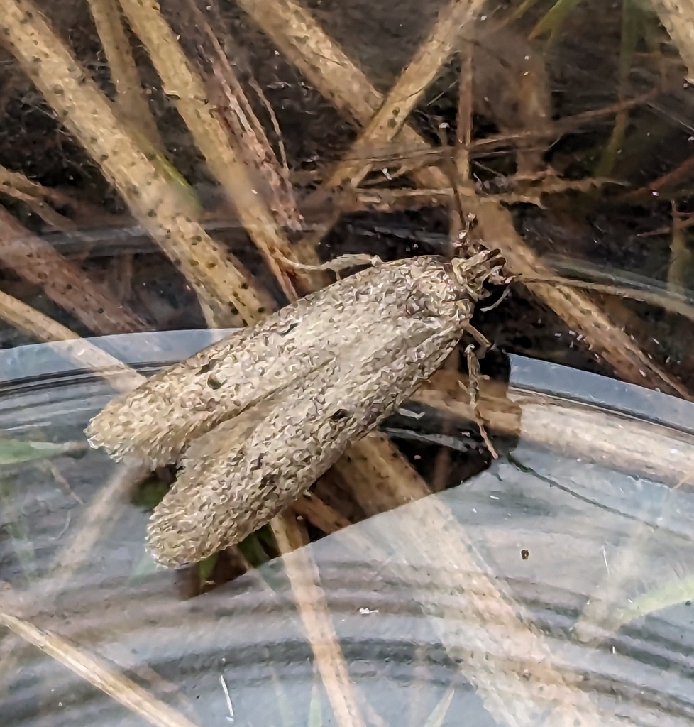 Sumac Micromoth