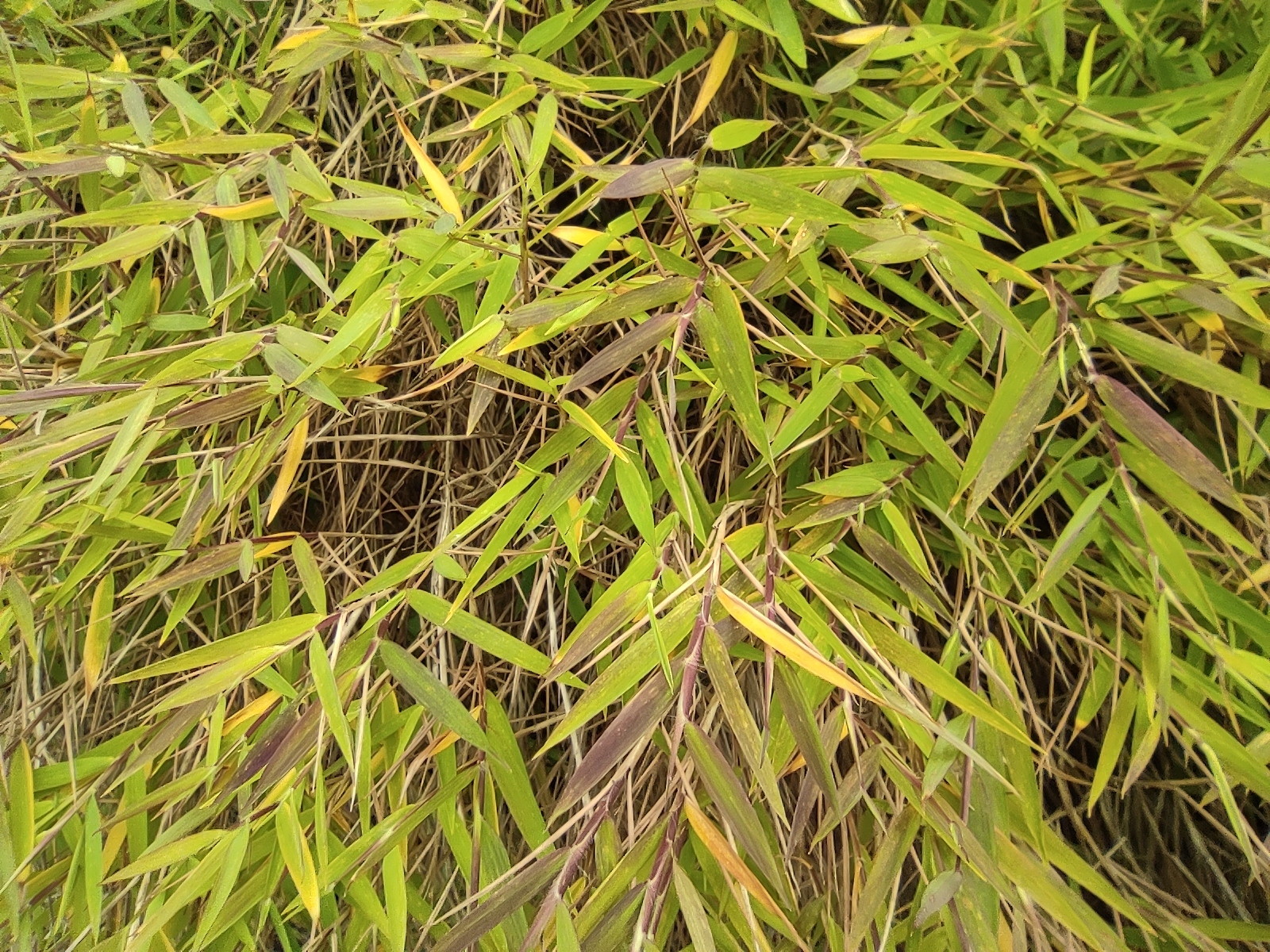 Imagem de Capim-dos-pampas