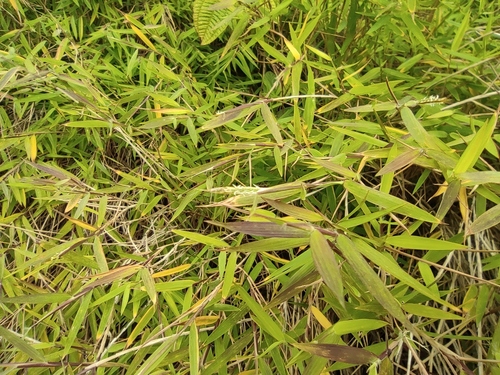 Pogonatherum paniceum, photograph 4