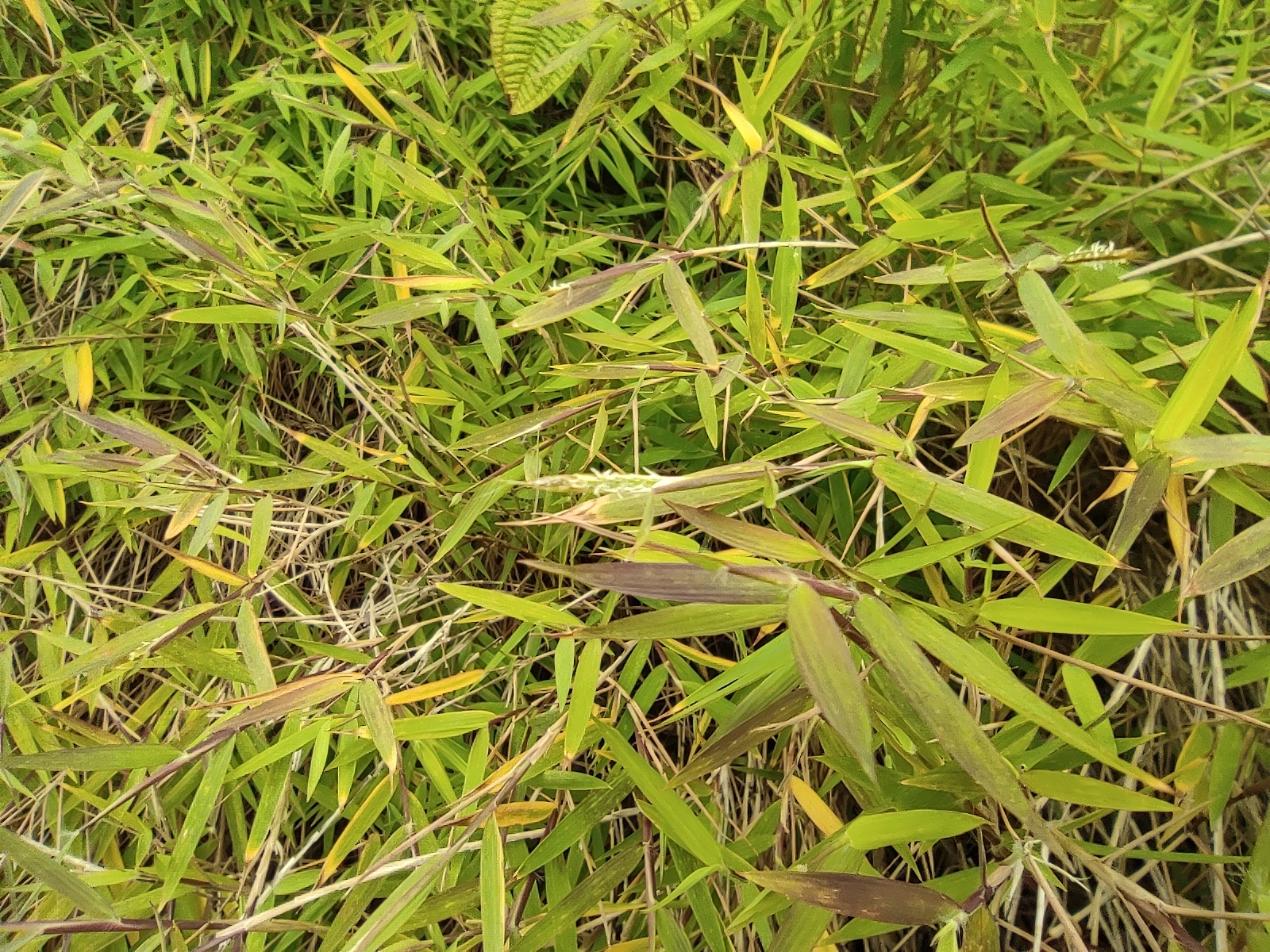Imagem de Capim-dos-pampas