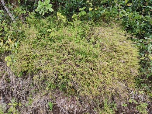 Pogonatherum paniceum, photograph 5