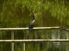 Nannopterum brasilianum