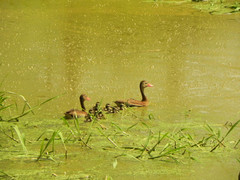 Dendrocygna autumnalis