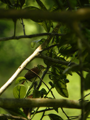 Certhiaxis cinnamomeus