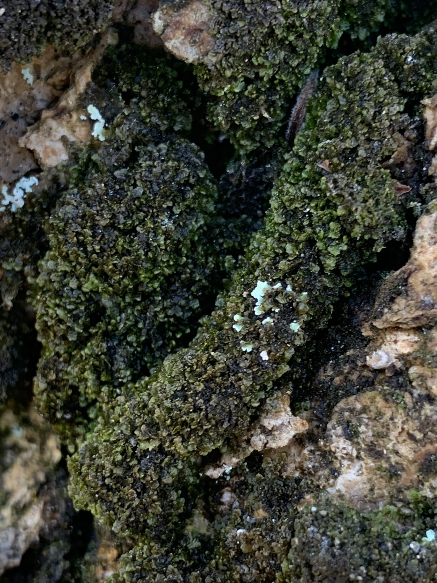 Frullania oahuensis