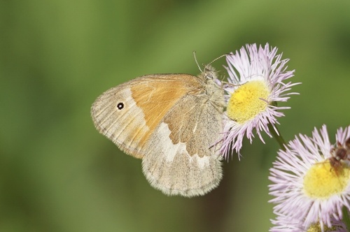 Common Ringlet, Halton Hills, ON, CA, photo 6 of 10