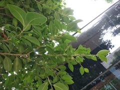 Ficus microcarpa