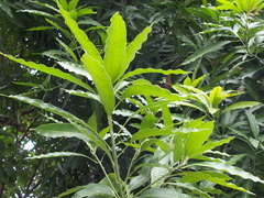Mangifera indica