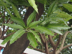 Mangifera indica