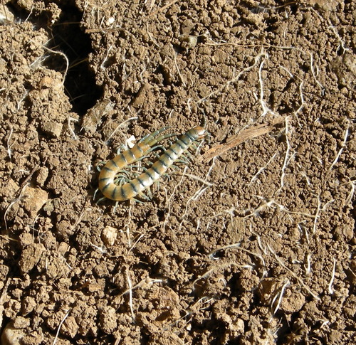 Common Desert Centipede