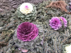 Brassica oleracea acephala