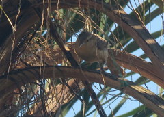 Campylorhynchus turdinus