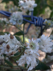 Pseudognaphalium chartaceum