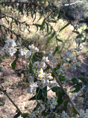 Pseudognaphalium chartaceum