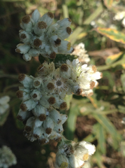 Pseudognaphalium chartaceum