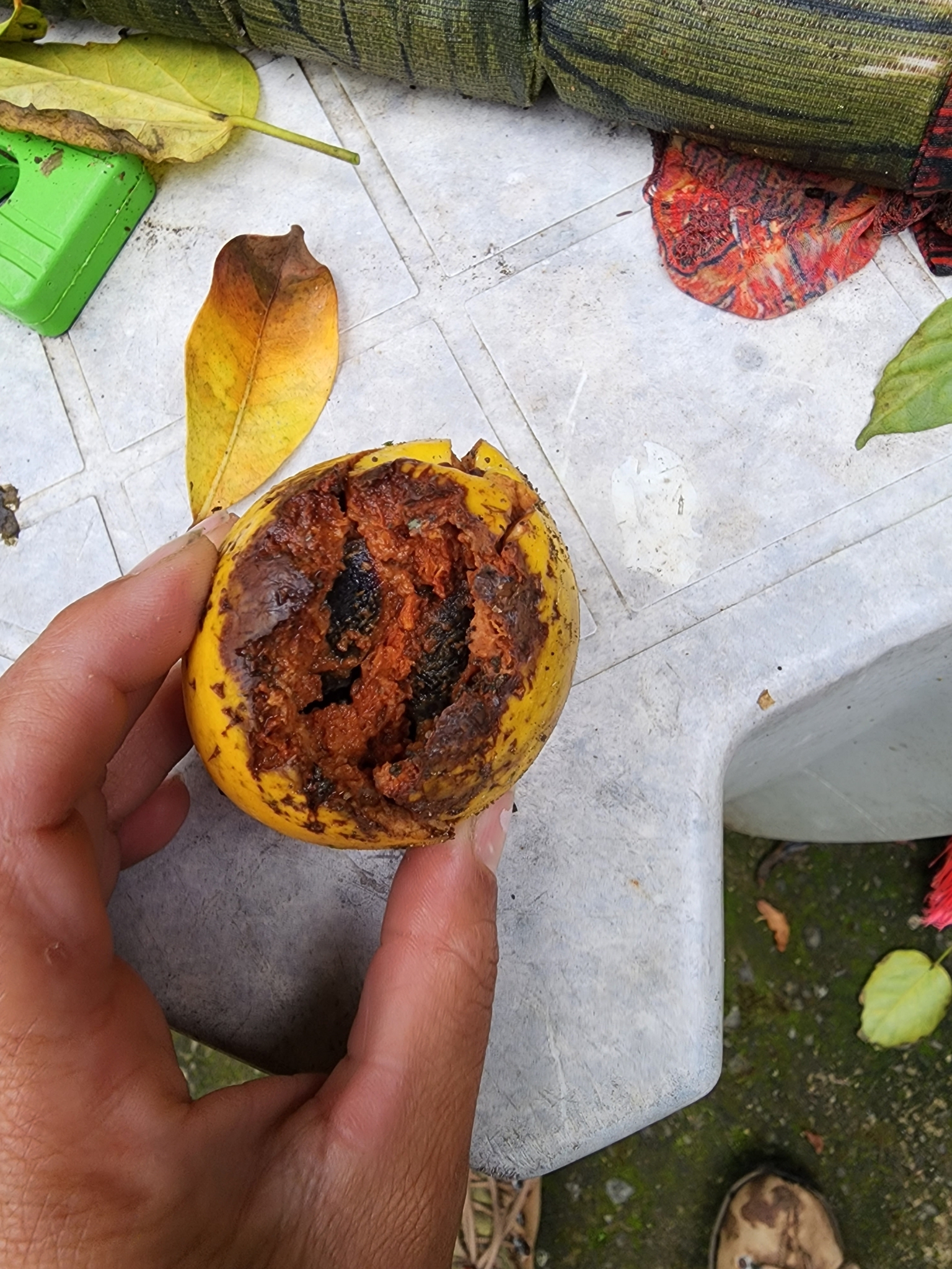Imagem de Fruta Abil