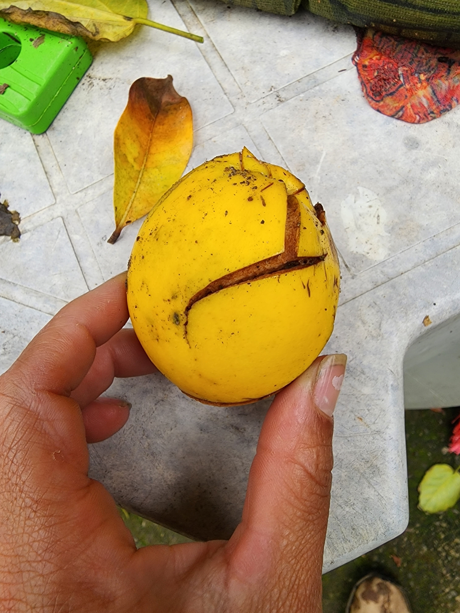 Imagem de Fruta Abil