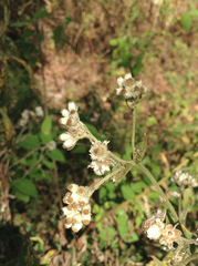 Pseudognaphalium chartaceum