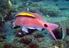 Parupeneus barberinus