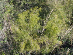 Otatea acuminata