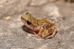 Eleutherodactylus marnockii