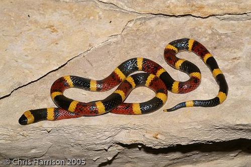 Texas Coralsnake