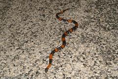 Lampropeltis alterna