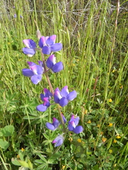 Lupinus affinis
