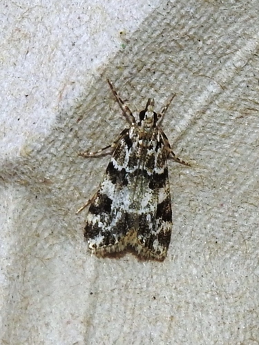 Pied Grey, 4307 Oosterland, Nederland, photo 5 of 10