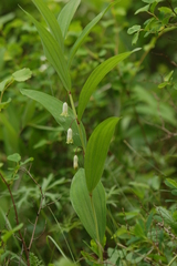 Polygonatum odoratum odoratum