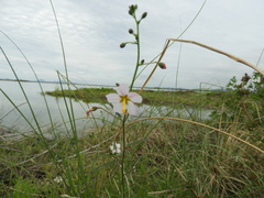 Kosteletzkya depressa