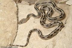 Bogertophis subocularis subocularis