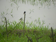 Arundinicola leucocephala