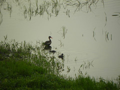Dendrocygna autumnalis
