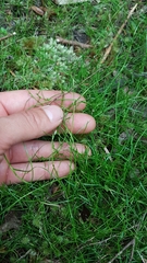 Schoenus maschalinus