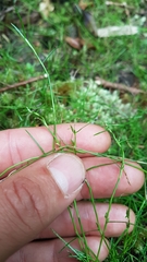 Schoenus maschalinus