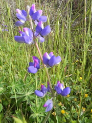 Lupinus affinis