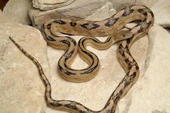 Bogertophis subocularis subocularis