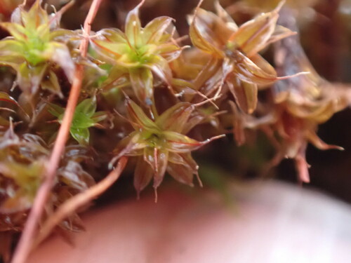 Image of Syntrichia norvegica by no rights reserved