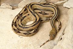 Bogertophis subocularis subocularis