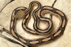 Bogertophis subocularis subocularis