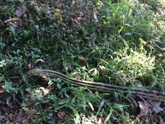 Pituophis lineaticollis