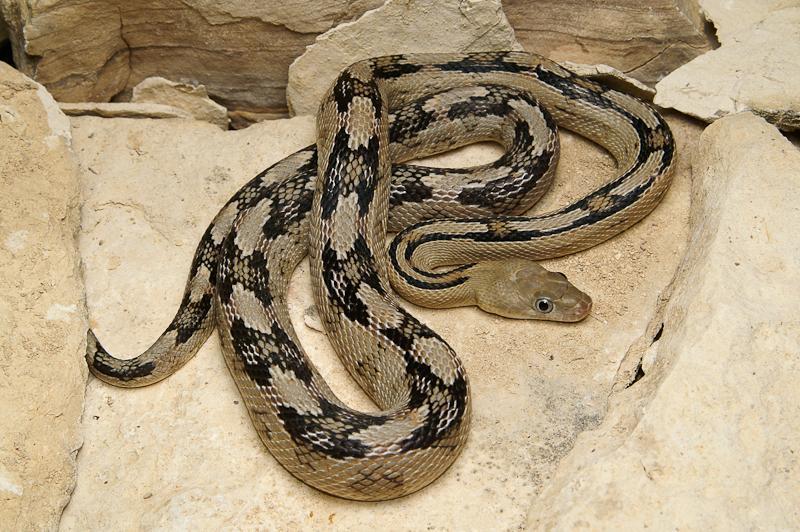 Trans-pecos Ratsnake
