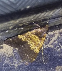 Hydrillodes lentalis