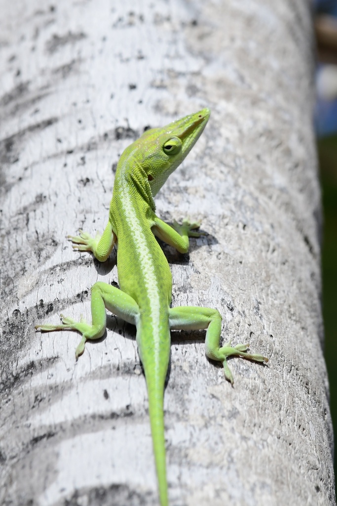 Cuban Green Anole