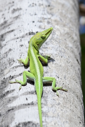 Anolis porcatus Gray, 1840