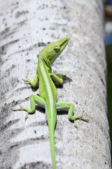 Cuban Green Anole photo 1